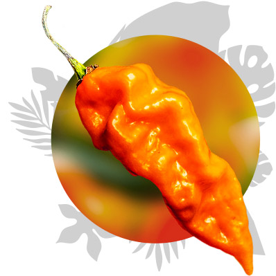 Piment végétarien - Capsicum chinense