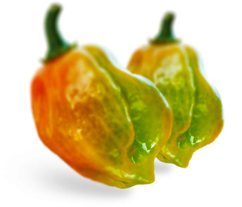 Piments Habanero